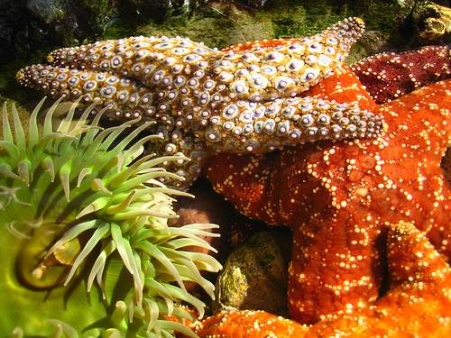 Tidepool Animals