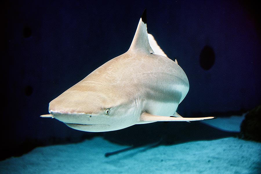 Black Tip Reef Shark swimming at camera