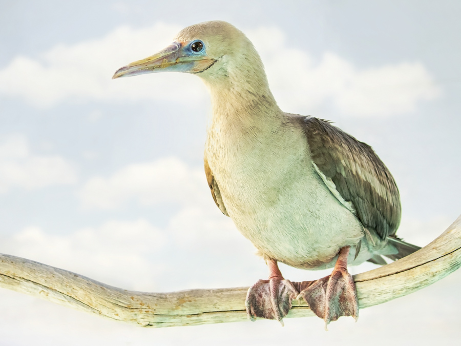 Red Footed Booby