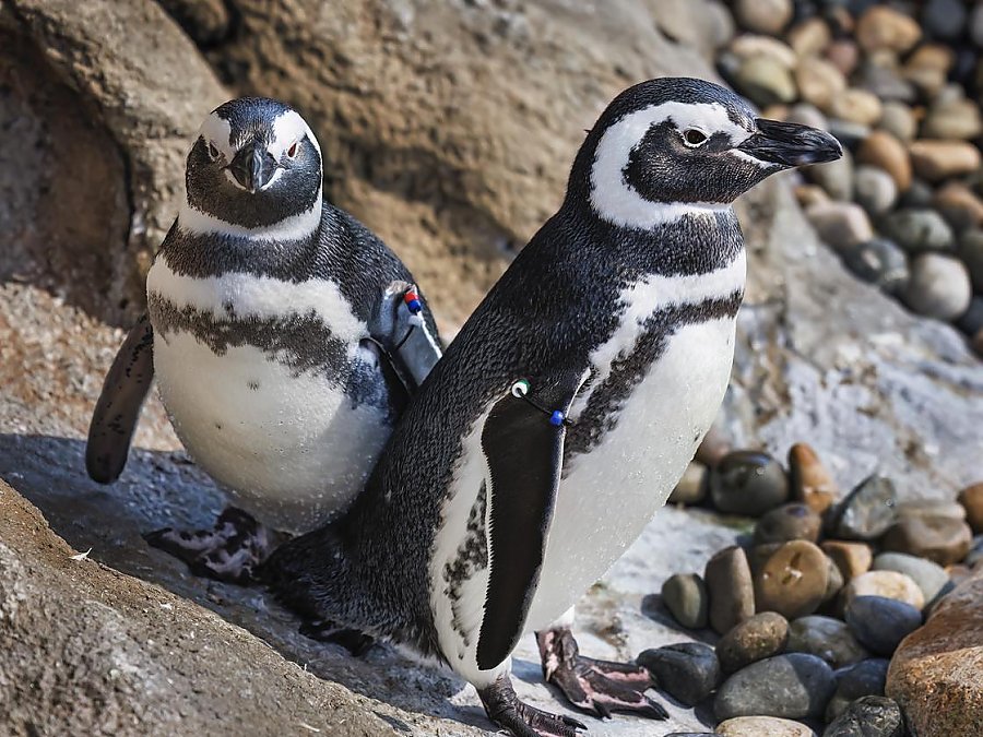 two magellanic penguins on penguin beach