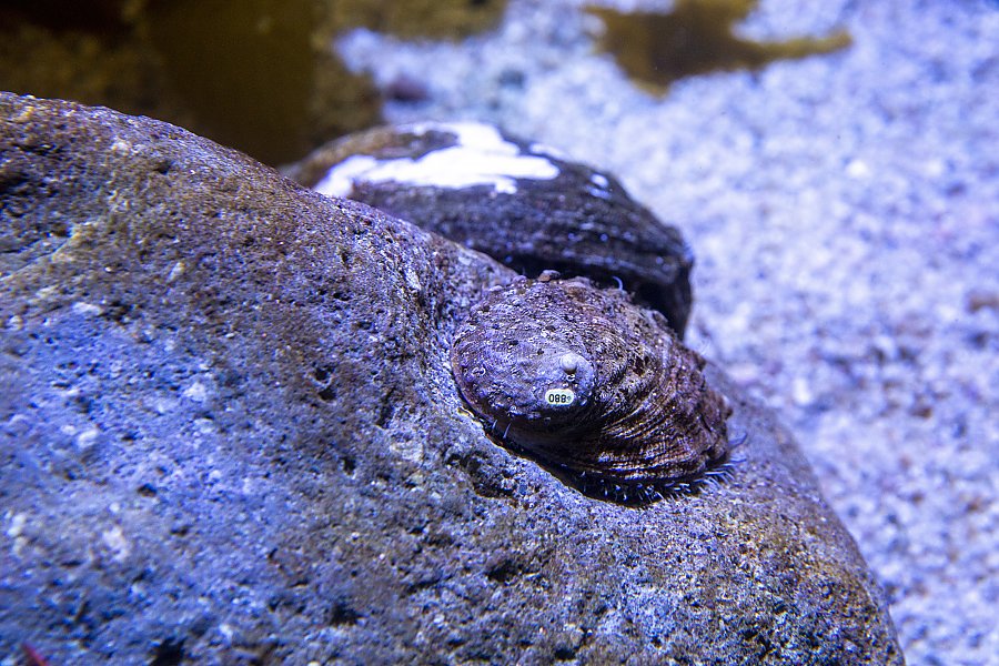 young abalone with ID number