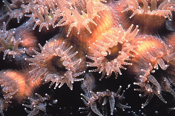 coral polyps