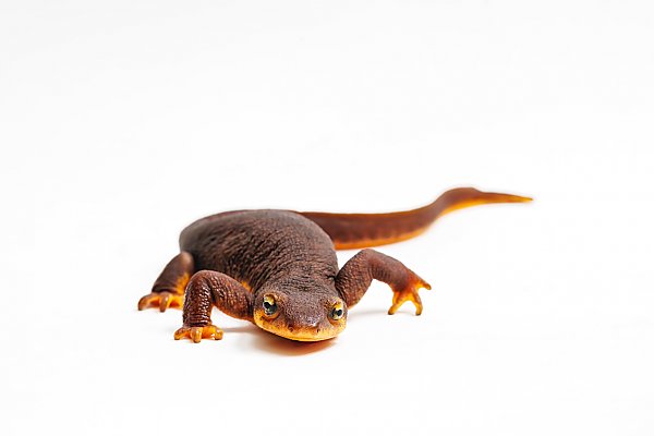 /images/exhibits/California_Newt_forward_1270.jpg{title}{/calendar:mainimageEV}