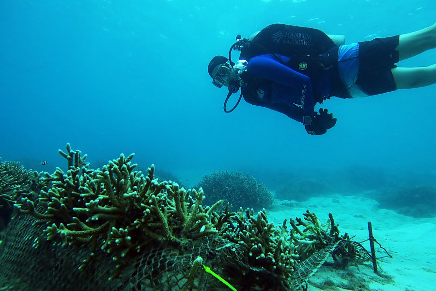 scuba_diver_swimming_past_corals.jpg