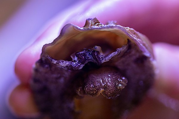 closeup of white abalone