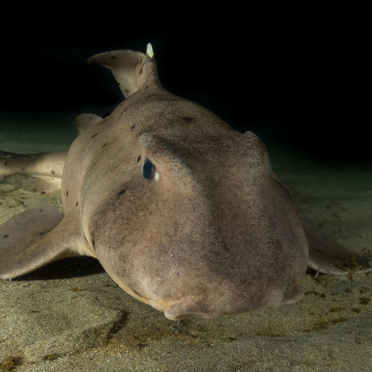 Horn shark facing camera